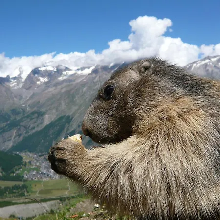 Golf Appartement-fewo 4-bettwohnung Nr- 3 By Interhome Saas-Fee